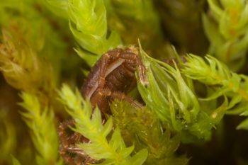 Media type: image;   Invertebrate Zoology 29554